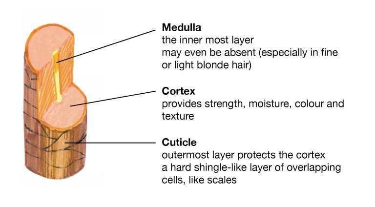 hair-structure-the -layers-are-inside-the-raw-hair