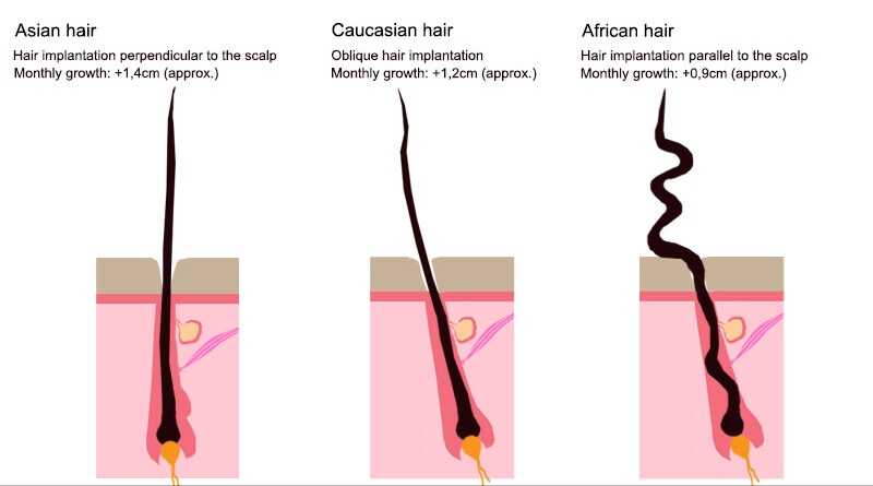 comparison-hair-slavic-hair-asian-hair-africa-hair