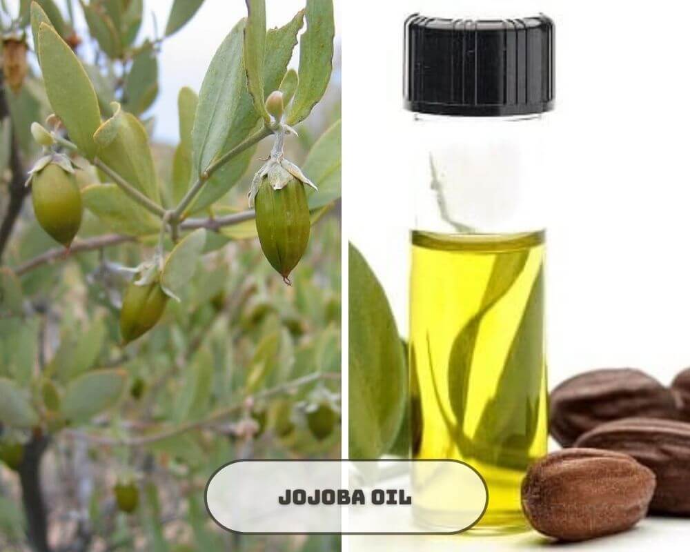 jojoba-oil-vs-castor-oil